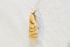 Phtheochroa vitellinana