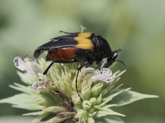 Macrosiagon flavipennis