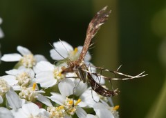 Dejongia lobidactylus