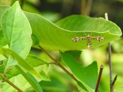 Dejongia lobidactylus