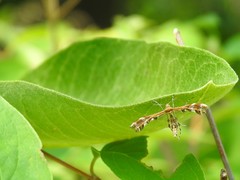 Dejongia lobidactylus