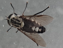 Tabanus galloisi