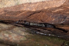Plethodon petraeus