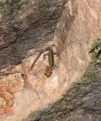 Plethodon petraeus