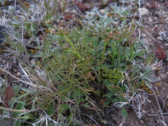 Anisotome filifolia