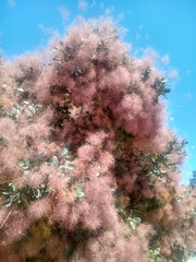 Cotinus coggygria