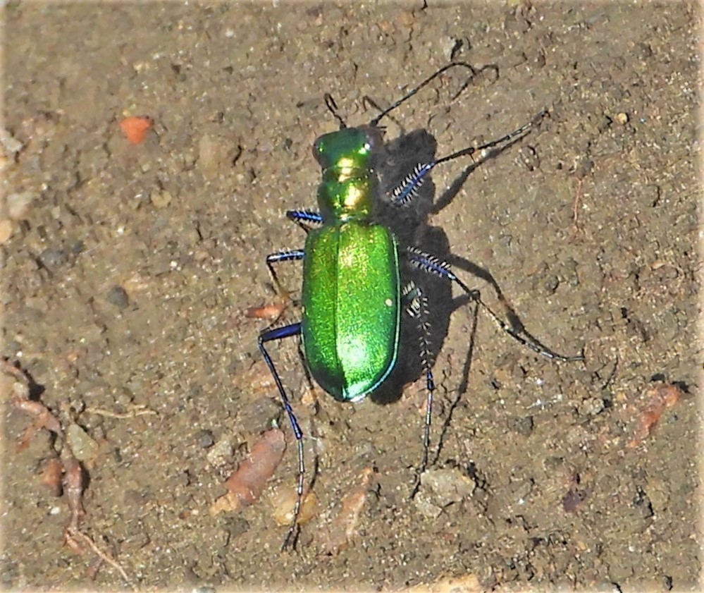 Six-spotted Tiger Beetle From 410 Jl Ranch Heights Rd, Colorado Springs 