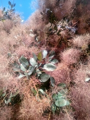 Cotinus coggygria