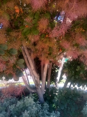 Cotinus coggygria
