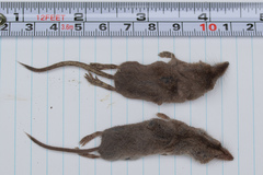 Sorex hoyi
