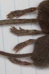Sorex hoyi