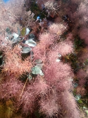 Cotinus coggygria