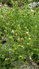 Brickellia greenei