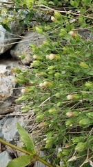 Brickellia greenei
