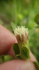 Brickellia greenei