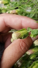 Brickellia greenei