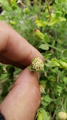 Brickellia greenei
