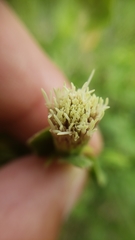 Brickellia greenei