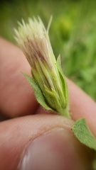 Brickellia greenei