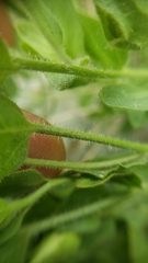 Brickellia greenei