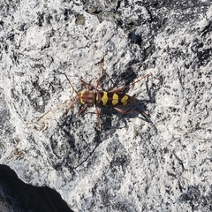 Neoclytus resplendens