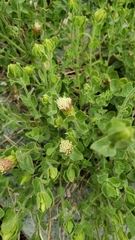 Brickellia greenei