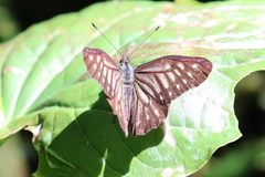 Catasticta ctemene