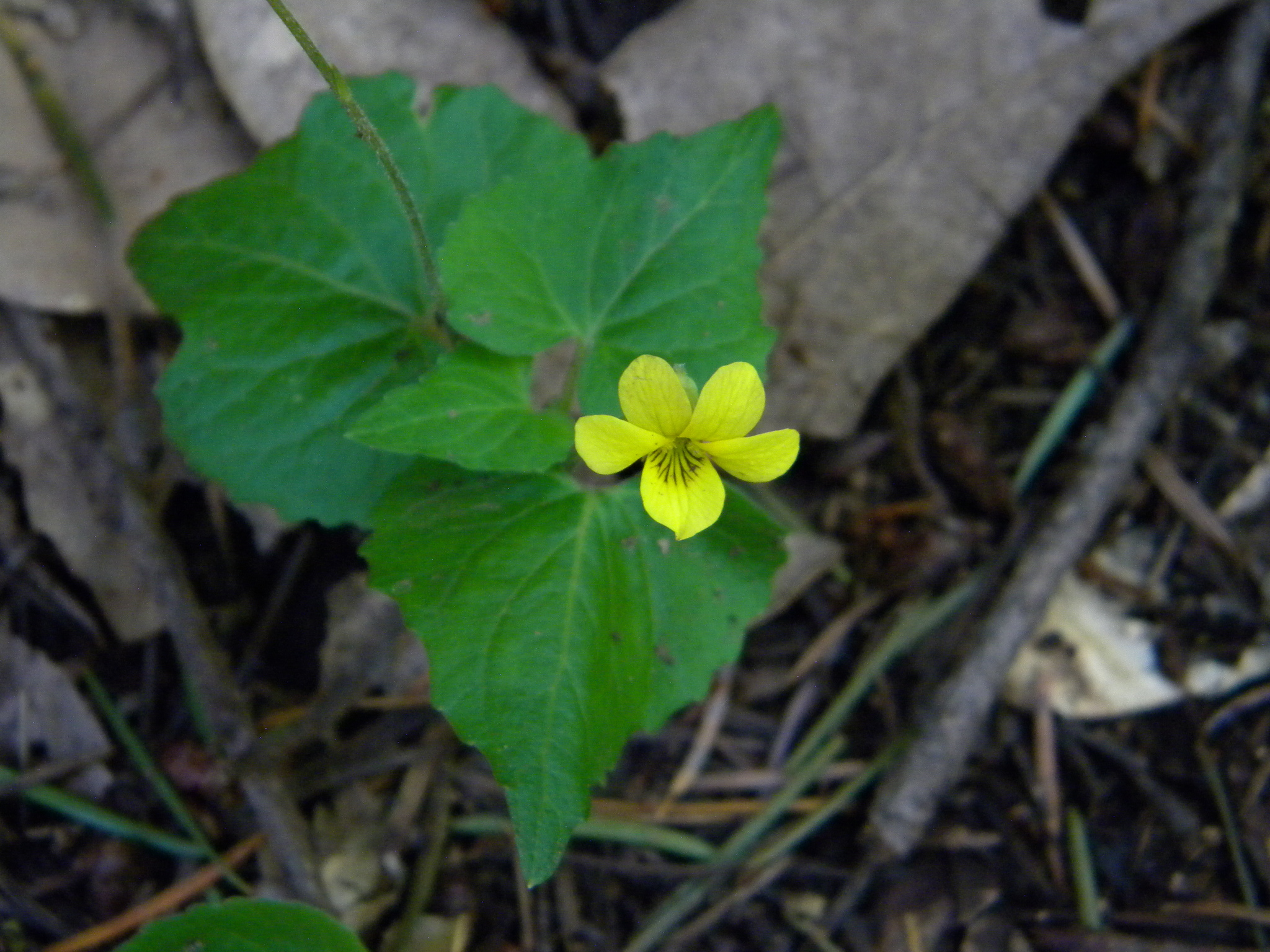 Viola lobata var. integrifolia