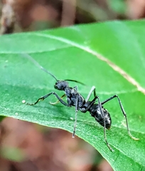 Diacamma geometricum