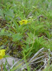 Lysimachia lanceolata