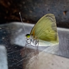 Leptophobia aripa