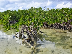 Rhizophora mangle image