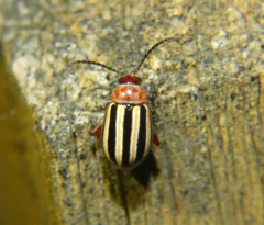 Disonycha admirabila