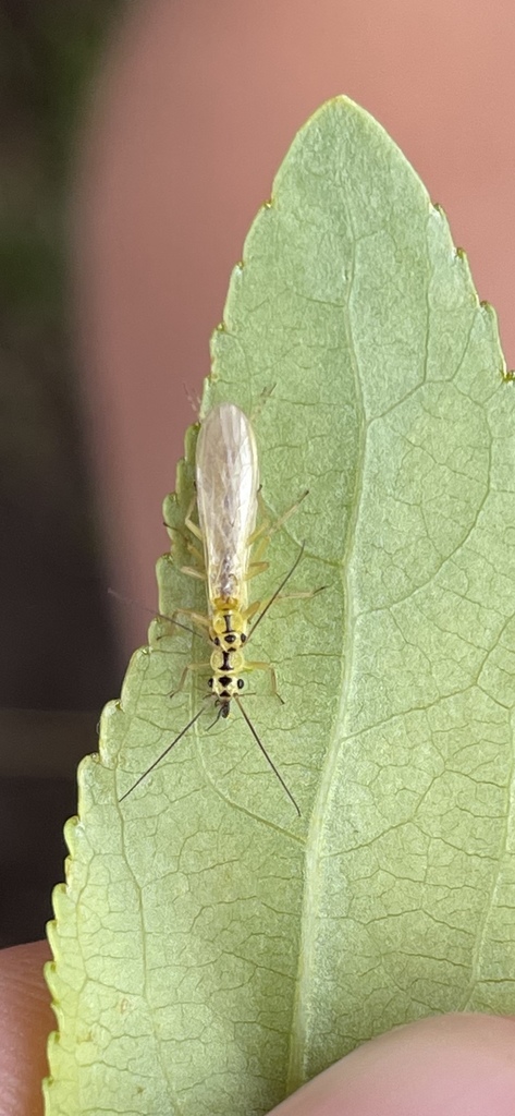 Striped Sallfly