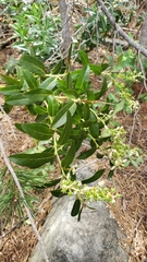 Leucothoe davisiae