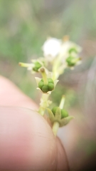 Leucothoe davisiae