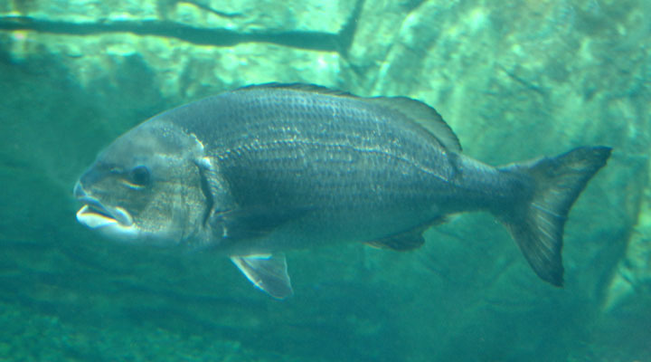 Cymatoceps