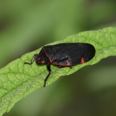 Huaina inca