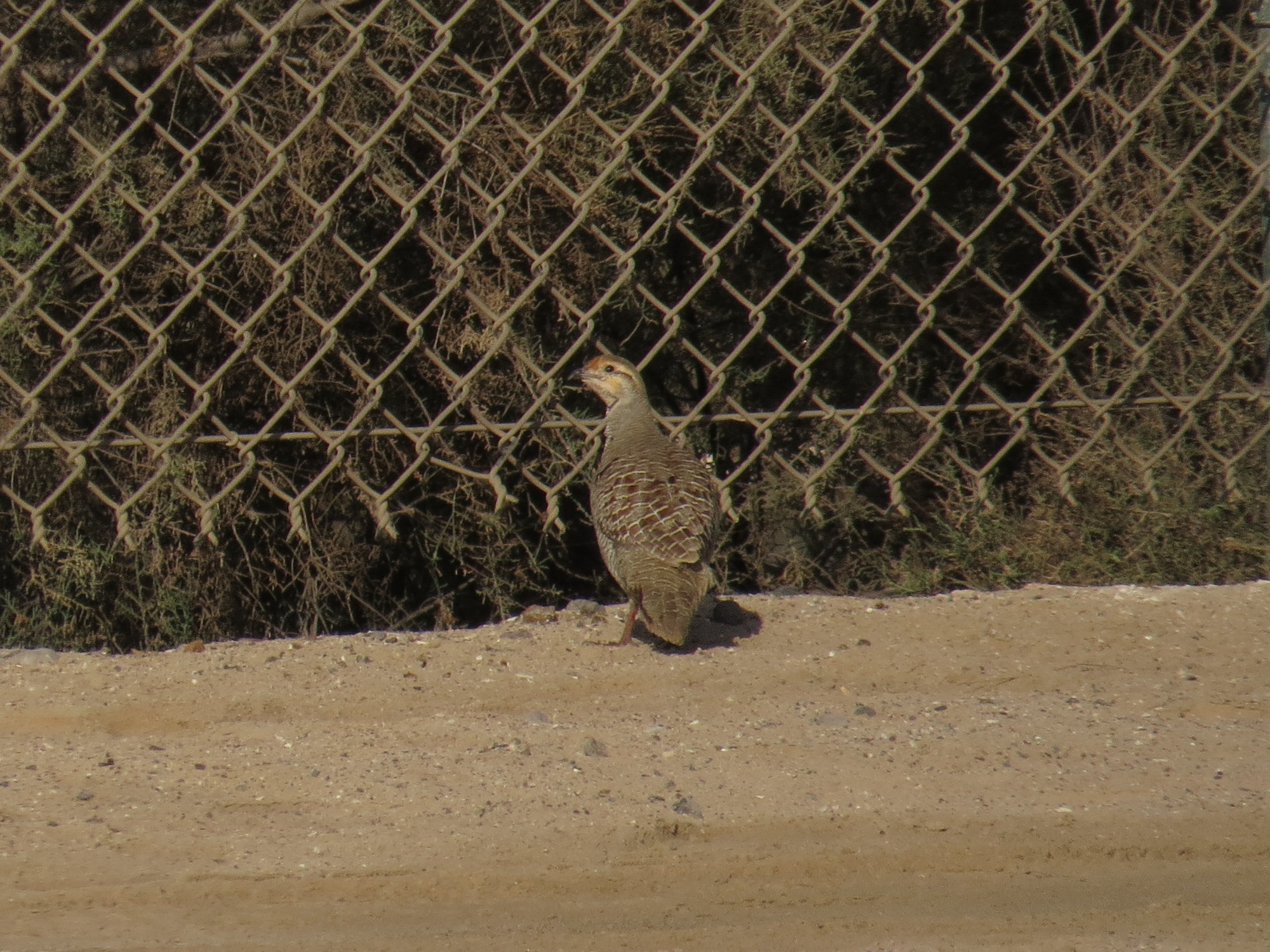 Grey Francolin