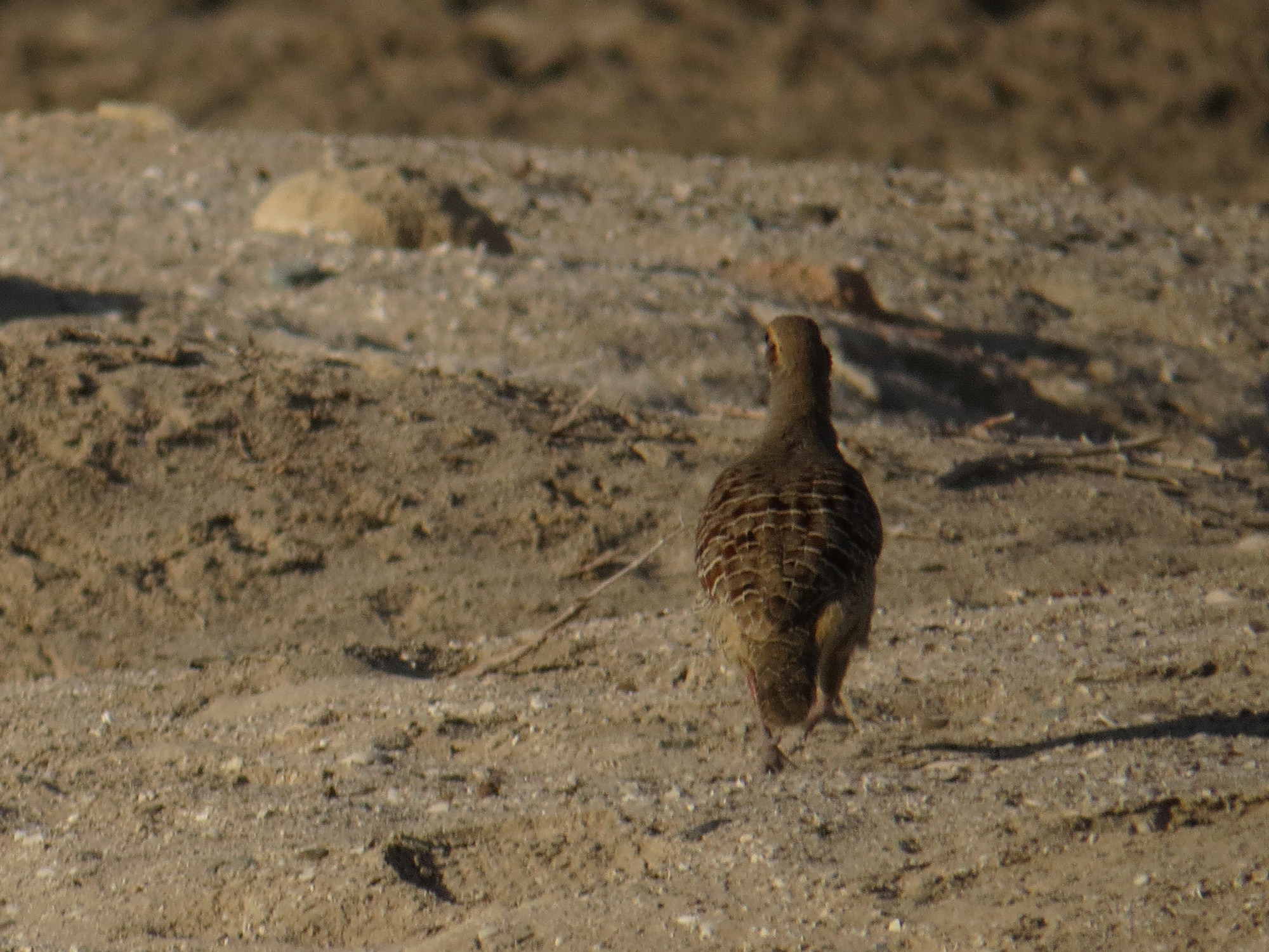Grey Francolin