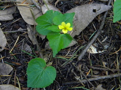 Viola lobata integrifolia