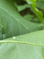 Caryomyia eumaris