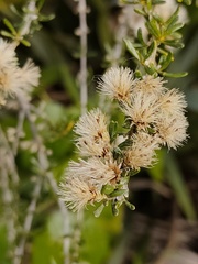 Olearia solandri