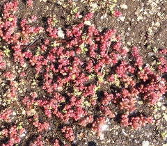 Sedum smallii