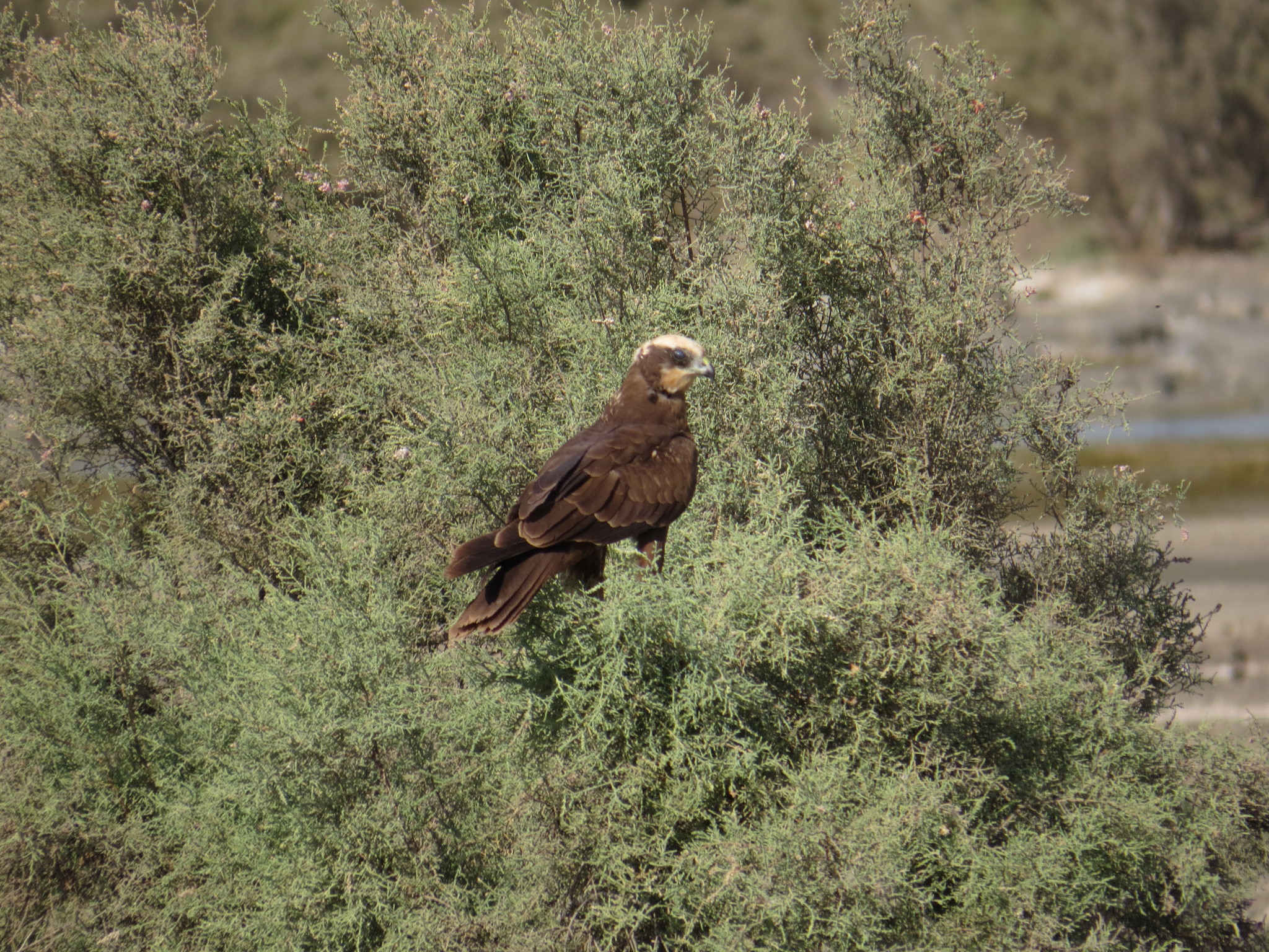 Western Marsh Harrier