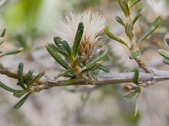 Olearia solandri