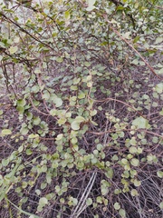 Muehlenbeckia complexa