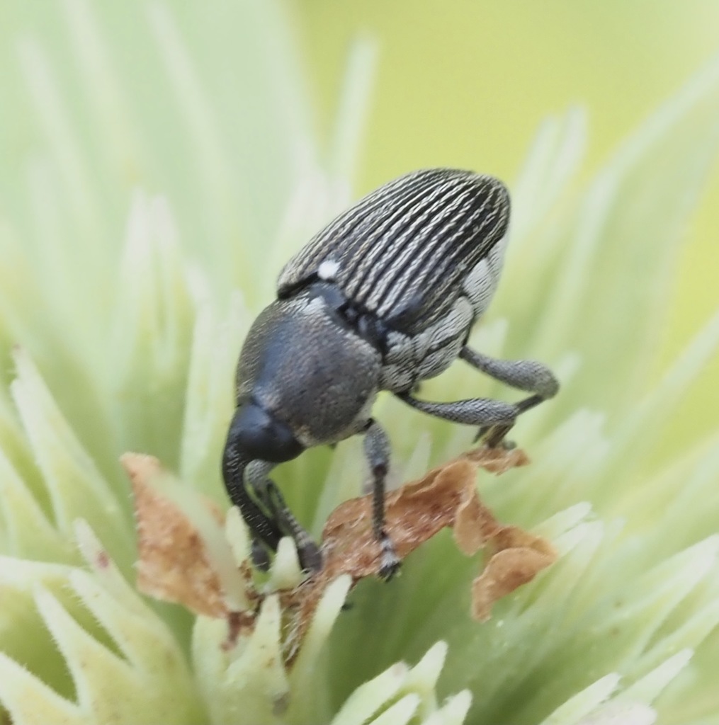 Flower Weevils
