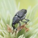 Flower Weevils - Photo (c) Jim Brighton, some rights reserved (CC BY-NC), uploaded by Jim Brighton