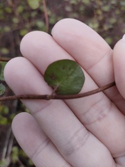 Muehlenbeckia complexa
